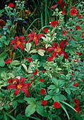 Potentilla 'Gibsons Scarlet' und Hemerocallis 'Mrs. Hugh Johnson'