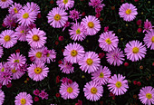 Aster 'Lilac Time'