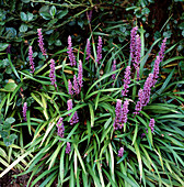 Liriope muscari 'Royal Purple / Traubenlilie