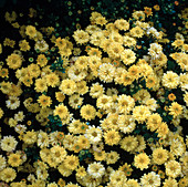 Dendranthema 'Golden Plover' (Herbstchrysantheme)