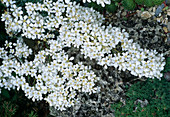 Saxifraga callosa 'Superba' (Zungen-Steinbrech), Blüte Juni-Juli