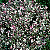 Salvia (Salbei) 'Tricolor'