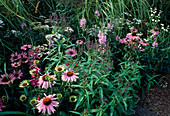 Echinacea purpurea 'Magnus' (Sonnenhut), Physotegia virginiana 'Bouquet Rose' (Gelenkblume)