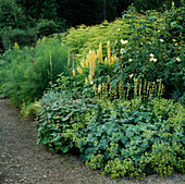 Alchemilla mollis (Frauenmantel), Sisyrinchium striatum (Binsenlilie), Lupinus (Lupinen), Fenchel (Foeniculum) und Rose 'Golden Wings'