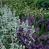 Stachys byzantina (Woll-Ziest), Nepeta (Katzenminze), Geranium 'Claridge Durce'