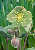 Knospe + Blüte der Helleborus x sternii 'Lime Green'