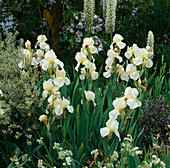 Iris barbata 'Langport Star' (Bartiris, Schwertlilie)