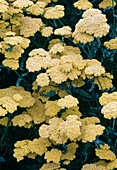 Achillea 'Moonshine'