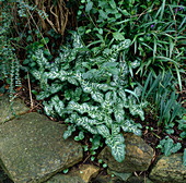 Arum italicum pictum