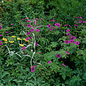 Geranium, Psilostemon, Salvia, Achillea 'Moonshine'