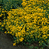 Aurinia saxatilis 'Gold Dust', Alyssum saxatile