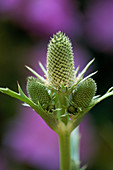 Eryngium agavifolium (Agavenblättrige Mannstreu)