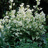 Lunaria annua 'Alba Variegata' (Einjähriges Silberblatt)