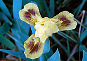 Iris Barbata Nana 'Pogo' (Zwerg-Schwertlilie)