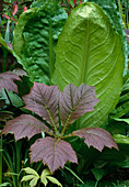 Blätter von Rodgersia podophylla 'Rotlaub' und Lysichiton americanus (Schein-Calla)