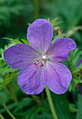 Nahaufnahme von Geranium 'Johnson's Blue' Blüte