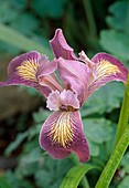Iris Pacific Coast Hybride'Broadleigh Rose ' (Schwertlilie)