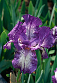 Iris barbata 'Artic Fancy' (Schwertlilie)