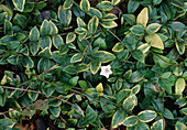 Vinca minor Alba 'Argenteo Variegata' (Kleines Immergrün)