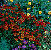 Helenium 'Baudirektor Linne' (Sonnenbraut), Gelbe Dahlien