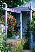 Violette Pergola mit Hängekorb aus gemischten Tropaeolums und Canna 'Richard Wallace'