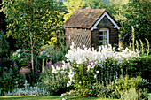 Hesperis matronalis, Stachys byzantina, Betula jacquemontii und Gartenhaus