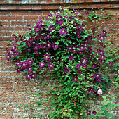 Clematis viticella 'Etoile violette' (Waldrebe)