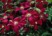 Clematis 'Madame Julia Correvon'