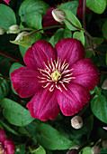 Clematis 'Ville De Lyon'