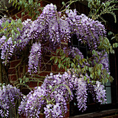 Wisteria (Blauregen) an Hausmauer