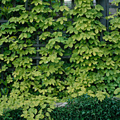 Humulus Lupulus (Hopfen)