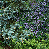 Ceanothus thyrsiflorus repens (Säckelblume), Picea pungens (Blaufichte)
