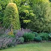 Catalpa bignonioides 'Aurea' (Trompetenbaum), Nepeta 'Six Hills Giant' (Katzenminze), Juniperus chinensis 'Stricta Aurea' (Chinesischer Wacholder)