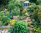 SLOPING BACK Garden with Blue Greenhouse, GRAVEL AND RAILWAY SLEEPER PATH, RHEUM PALMATUM, MIMULUS AND ROMNEYA. ROBIN Green & RALPH CADE'S Garden, London