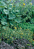 Cytisus battandieri (Geißklee), Macleaya cordata (weißer Federmohn), Phlomis fruticosa (Strauchiges Brandkraut) Sedum foliage (Fetthenne)
