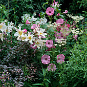 Lilium regale (Lilien), Berberis rose glow (Berberitze), Lavatera 'Silver Cup' (Malve), Selinum tenuifolium