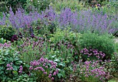 Nepeta 'Six Hills Giant' (Katzenminze), Lavandula stoechas (Schopflavendel), Iris (Schwertlilie), Schnittlauch (Allium schoenopraseum)