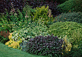 Lilium martagon, Salvia officinalis 'Purpurascens', Astrantia (Sterndolde), Cotinus coggygria (Perückenstrauch), Astilbe, Euphorbia 'Dixter' (Wolfsmilch)