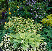 Zitronenmelisse 'Aurea' (Melissa officinalis), Hosta 'Sun Power' (Funkie), Viola cornuta (Hornveilchen) und gefüllte Aquilegia (Akelei)