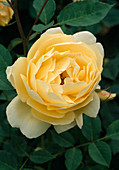 Strauchrose Rosa floribunda 'Golden Fleece'