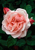 Rosa floribunda 'Elisabeth of Glamis' (Beetrose), öfterblühend, leichter Duft