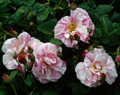 Rosa gallica 'Versicolor' oder Rosa Mundi