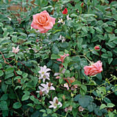 Rosa floribunda 'Elizabeth of Glamis' und Clematis (Waldrebe)
