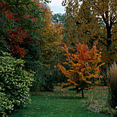 Herbstgarten mit Parrotia persica