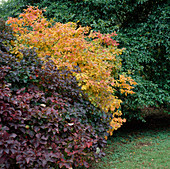 Fothergilla moniticola (Federbuschstrauch) in verschiedenen Herbstschattierungen