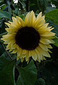 Helianthus annuus 'Valentine' (Sonnenblume)