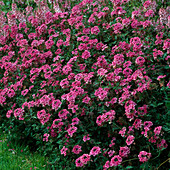 Verbena Temari 'Linda' (Eisenkraut)