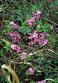 Daphne mezereum (Seidelbast)