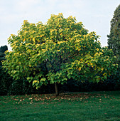 Catalpa bigonoides 'Aurea' (Trompetenbaum)