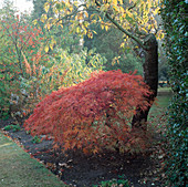 Acer palmatum mit Herbstlaub (Japanischer Ahorn)